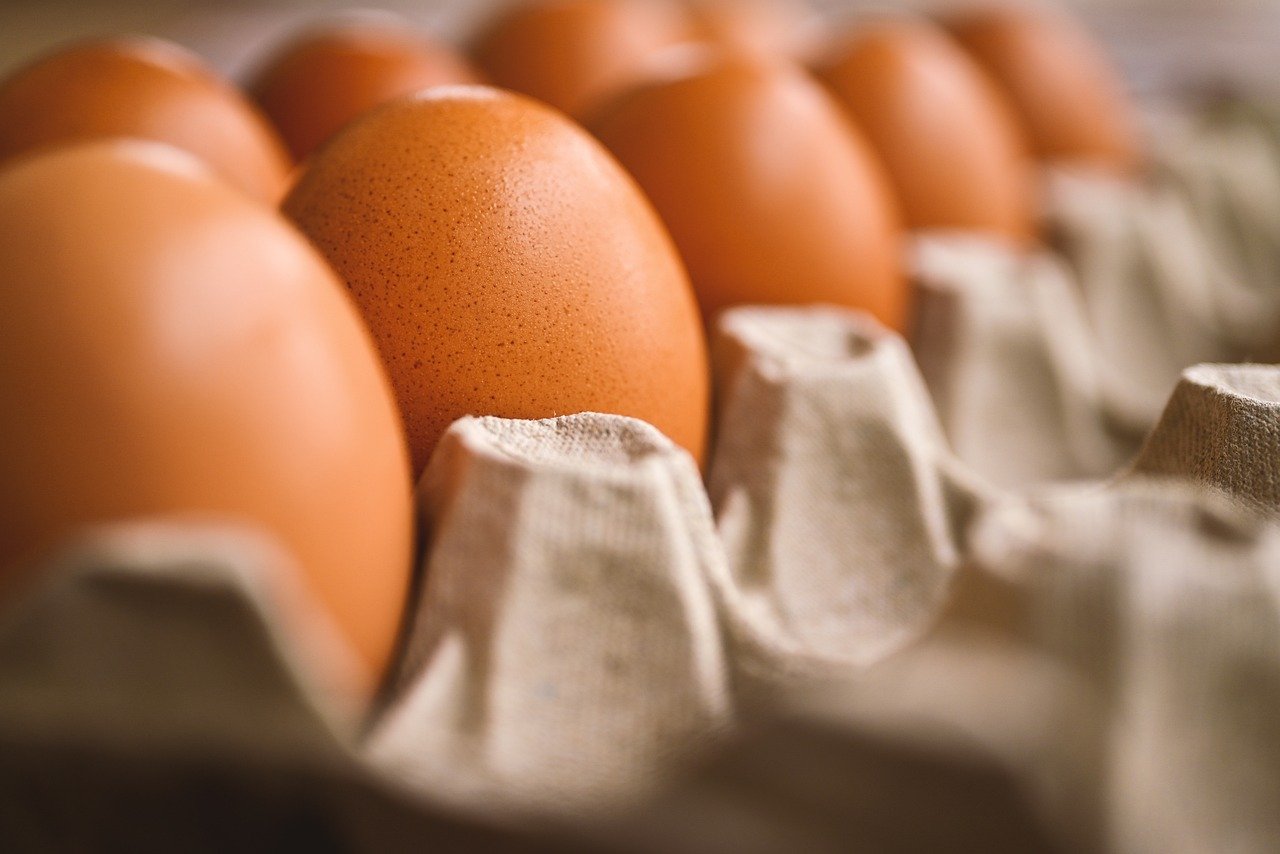 A Comparative Analysis of Nutrients in Organic Eggs